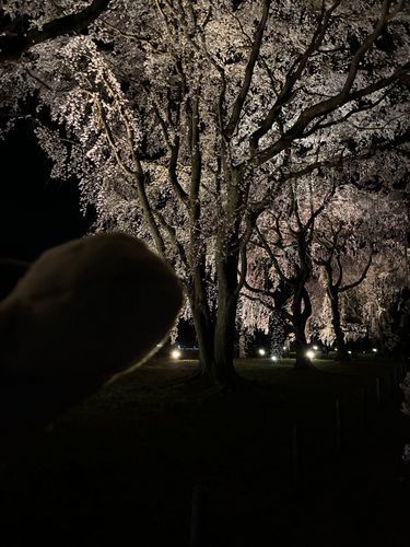 この前、桜を見てきたよ。明るいうちに見るだけじゃなくて、夜に見る桜もあるんだって。一生懸命咲いててきれいだなぁ。わいとちがう色だなぁ。みんなは桜みてるかなぁ。