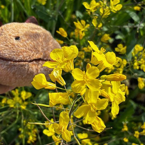 菜の花畑に行ってきたよ。保全会の人たちがお世話して、毎年公開してるんだって。迷路になってて子どもたちがダッシュダッシュ！してたよ。わいとちがう色だなぁ。とってもすてきなところだったよ。