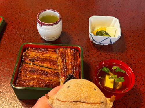 この前静岡に行って、うなぎたべたよ。タレの味がこいめのこってりおあじかと思ったら、タレあっさりでうなぎのおいしさがぎゅぎゅっとつまってたよ。わいとおんなじいろだなぁ。ふわふわとろとろでおいしかったよ。