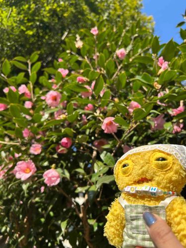 つばきも綺麗だ
平和がいいな