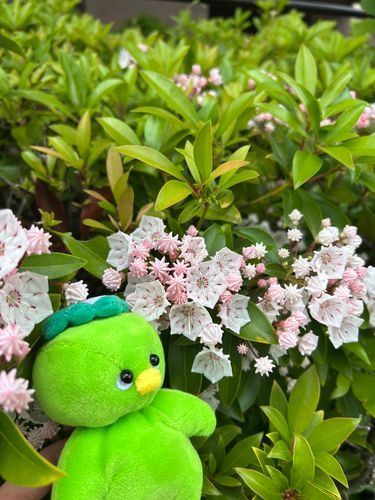 金平糖とホイップクリームみたいなお花ね