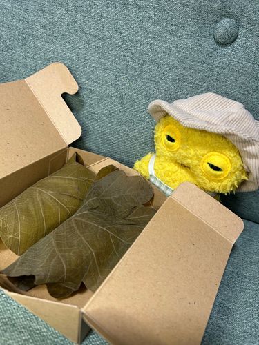 端午の節句だからな、柏餅だ