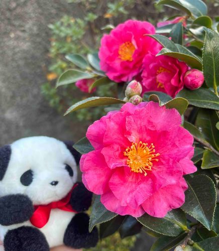 きれいな おはな🌸
サザンカていう らしい