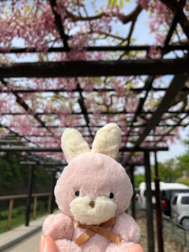 藤棚綺麗だねえ
