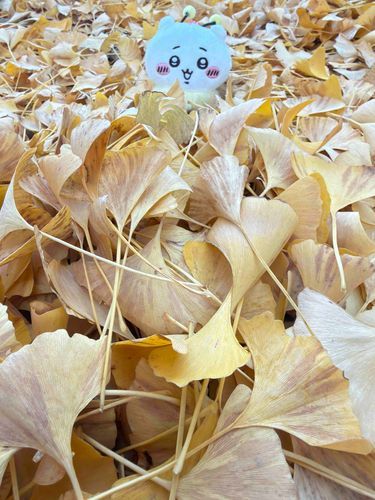 昭和記念公園のイチョウ祭りに行ってきた。
入る前からイチョウの落ち葉だらけだったぞ。
