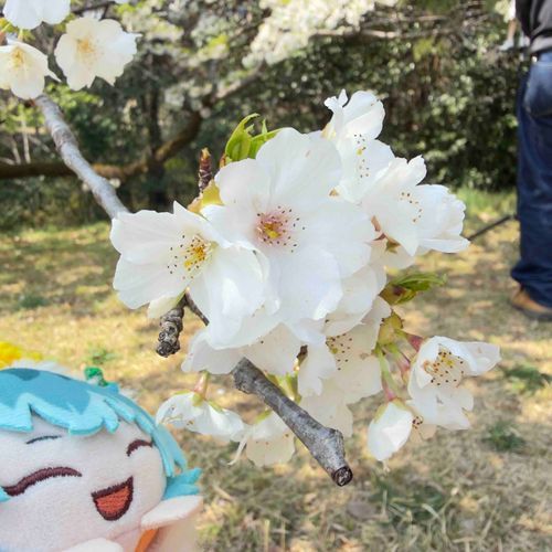 今日は昭和記念公園に行って、桜メインでぬい撮りしてきたよ。
花見客多すぎて、撮るのくっそ大変だったけどな🙂