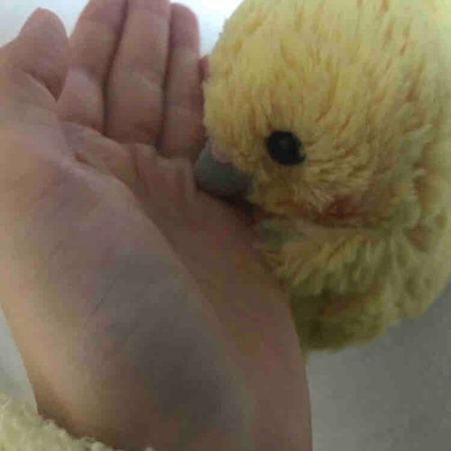 こいつの名前はかきあげちゃん