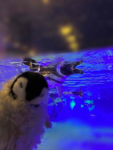 水族館の中で暮らすのも楽しそうだけどお外の世界もなかなかいいよ？