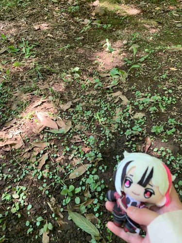 カエルはどーこだ？🐸