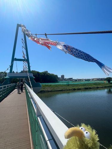 大空に泳いでいたうぃん🎏