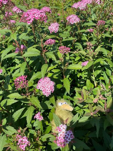 お花と僕〜ぅいん♪