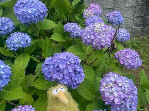 そろそろ梅雨ってのが来ちゃうういん？
紫陽花がきれういんでした。