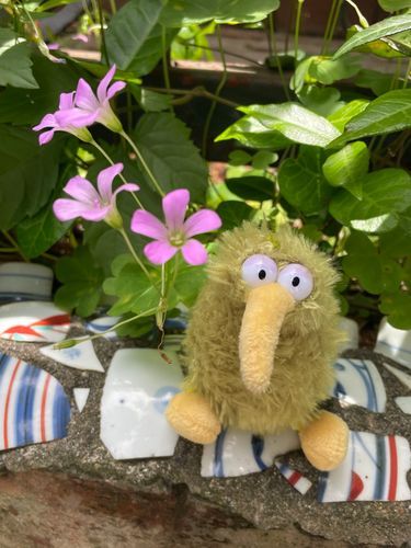 かたばみの花とういん🌸