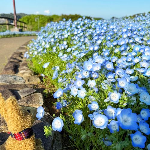 とてもあたたかな日だった。そろそろ襟巻きはいらないかもしれない。
空も花も、綺麗な青が見られた