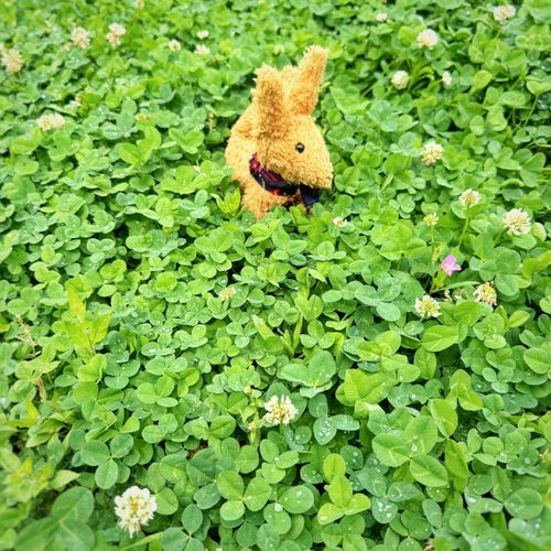 雨上がりのあと。きらきらした草のじゅうたん。
雨粒が葉っぱで跳ねる音も、素敵だった