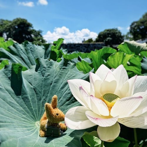 日差しに負けず咲いていた。きみ、とても大きいね