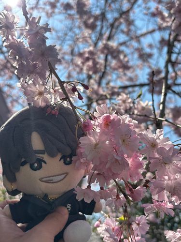お花見😊🌸🍡