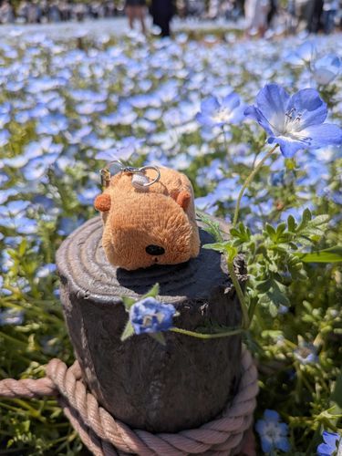 ハチです
お花をたくさんみました