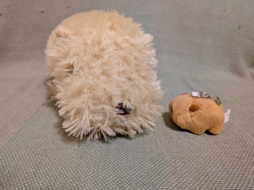 こちらはハチの後輩です
まだばぶなので先輩のハチが見守ります ふふん