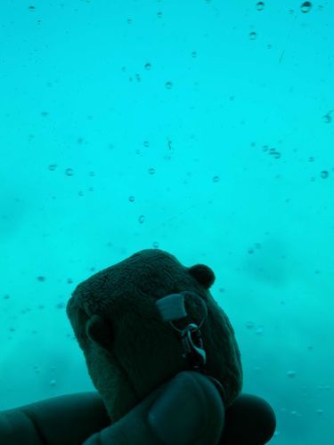 お魚さんのきもちになっています
泡がぷくぷく きれいです