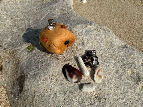 ハチのお店やさんです