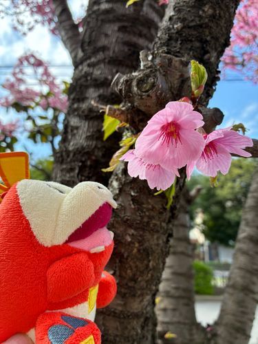 ピンクのおはな、ハネッコの色とそっくりだホゲ！
