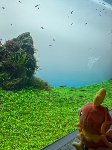 アチャモ、ポケモンセンターでおむかえしてもらって、すぐにすいぞくかんにきた！
ふしぎないきものたくさん！