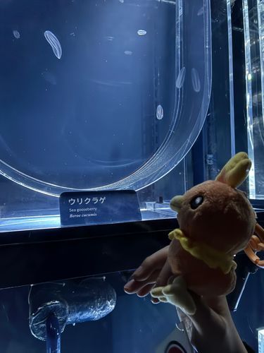 クラゲはみんなとーめいなの？
くらくてちょっとこわかったけど、きれいなおさかなとかペンギンがいたよ🐧

