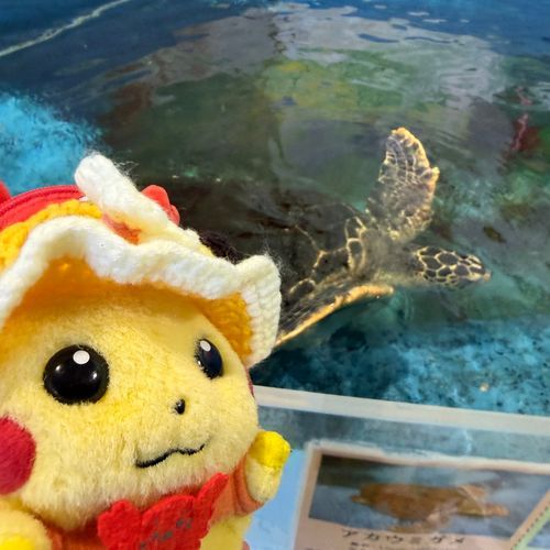 ﾋﾟｰｶ！

かめさん近くでみまちた🐢
大きいでちね～！アザラシちゃんもいまちたよ🦭アザラシちゃんにごはんあげたらカラスさんもたくさん来て大変だったでち!!
ぶーちゃんも危うく取られちゃうところでちたから、ママのバッグで隠れてまちた😏
