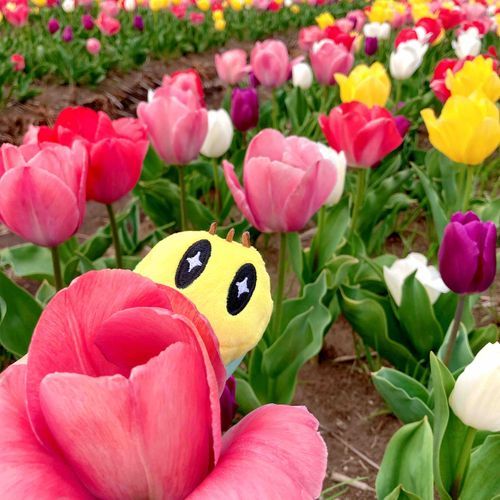ちらり。⸜🌷︎⸝ ニャッキだよ！