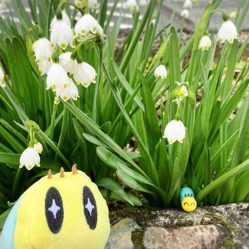 春の かわいい花との 思い出！ 
季節は そろそろ梅雨に入るね。