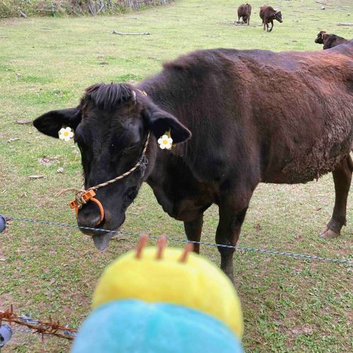牛さんに会えたー！🐂❤️ 近くに来てくれたよ！ やさしい☺️