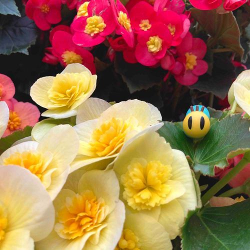 にゃ！ 今日はお花の周りを散歩したよ！