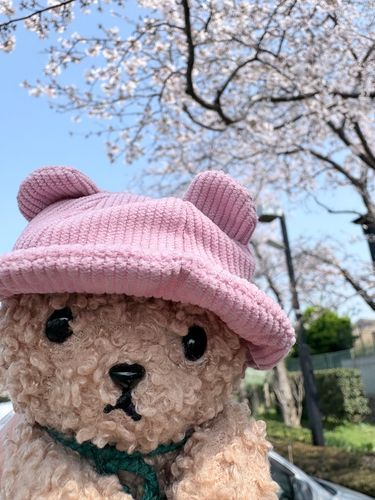 ままさんの職場には桜がたくさんあるんだよ！まんかいだったよ🌸🌸