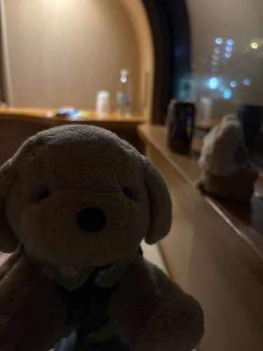 みなさん、ぬいたちのお出かけ移動手段のコメントありがとうございます😊
今年もサンライズで一人旅です。
くまちゃんははじめての寝台列車なので窓の外が珍しいみたいです。
わんちゃんは慣れたもんです。