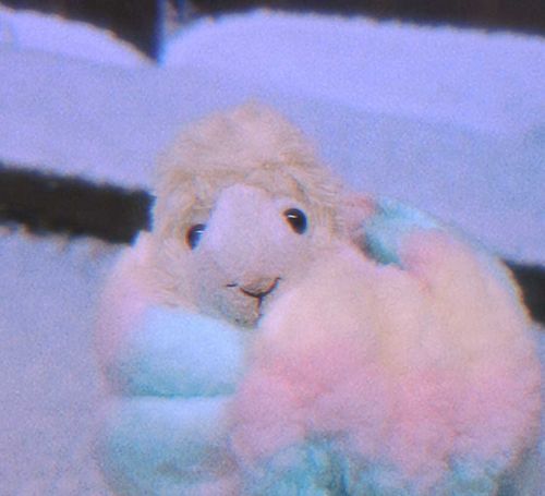 これね 飼われてからｲﾁﾈﾝも経ってないとき すごくかわいい まなこどんぐり

[かわいいね、えぇ、ずっとかわいいね]