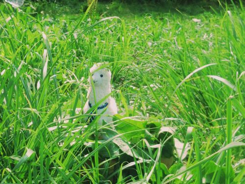 ｱﾙﾊﾟｶのふわふ若い 頃 のﾌｫﾄメモリー、気に入ってるから かいぬしにフォルダから探してもらったよ🍃

[ふわふわしてるからこれは綿毛の擬パ化]
