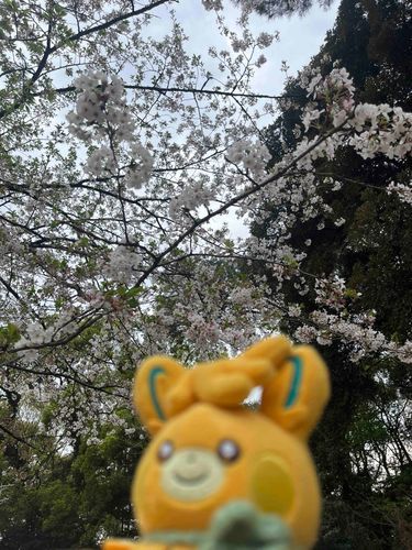 桜見てきた！