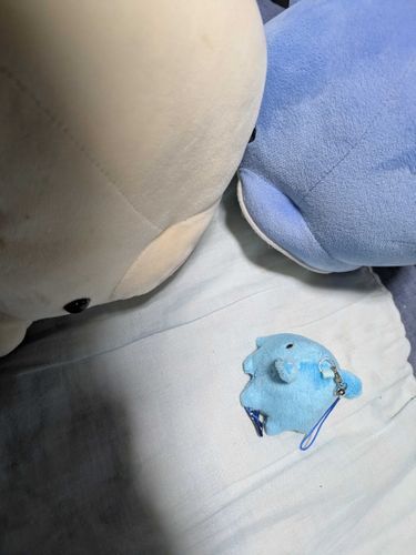すごいたくさん雨が降ってるからお留守番……メンダコちゃん、かわりにお母さんをお願いね
