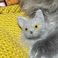 メシ