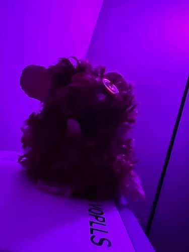 ミッドナイトカーリー