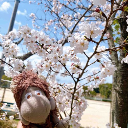 桜🌸
今年も一緒に見れたね！