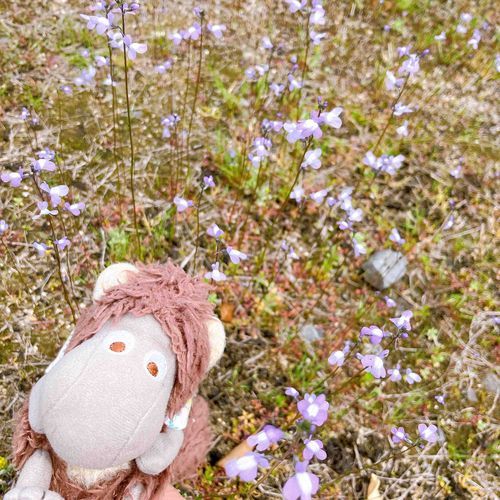 お庭に小さな可愛いお花たくさん咲いてる🌼✨