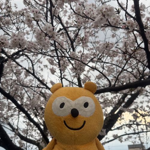 桜見てきたにー！！o(^.^)o
満開できれいやった〜🌸