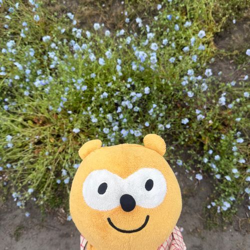 ネモフィラ〜！\( ˆoˆ )/
きれいやったにー！！✨️
