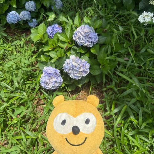 紫陽花見てきたにー！o(^.^)o
結構枯れかけやったけど見れてよかった＼(^o^)／