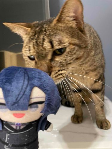 🐱