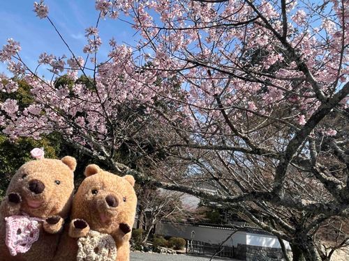 もなかと見たさくら🌸
空気がすんでて きれいだった〜
またおでかけしたいな！