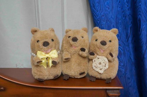 あたらしい おともだちとぱしゃり！
左から、まんぼ💛とぽてち🥔だよ
クォッカのなかまがふえて うれしい〜