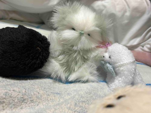 ふあふあすぎるなかまが　きたぞ　おいらたちより　ふあふあなんて　ゆるせないんだぞ　えーん　まけたぞ